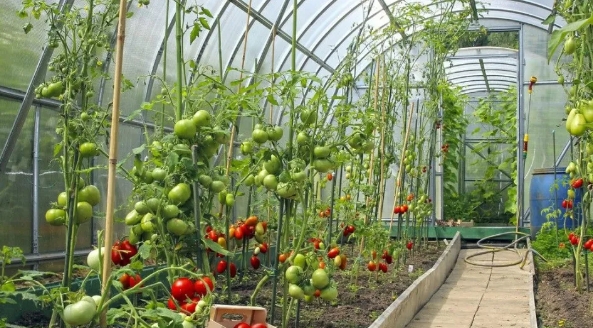 大棚小知識：低溫雨雪天，大棚蔬菜該如何防凍？